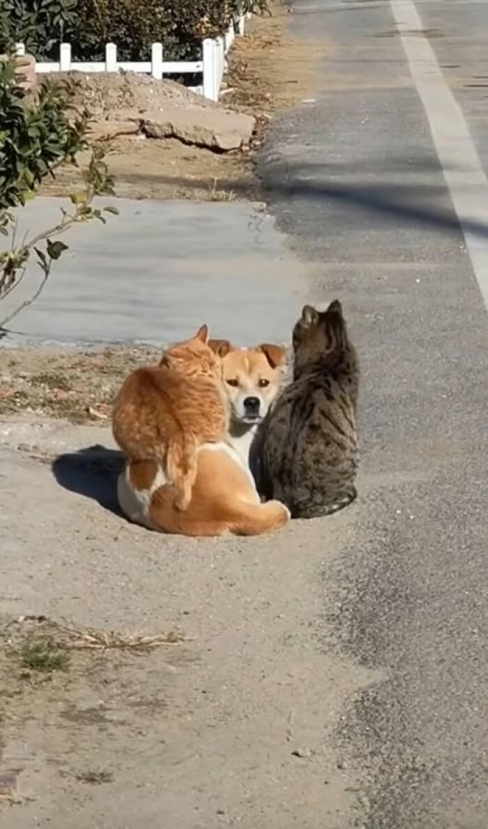 Dog and two cats sitting together on a sunny roadside, showcasing a hilarious moment of animal companionship.