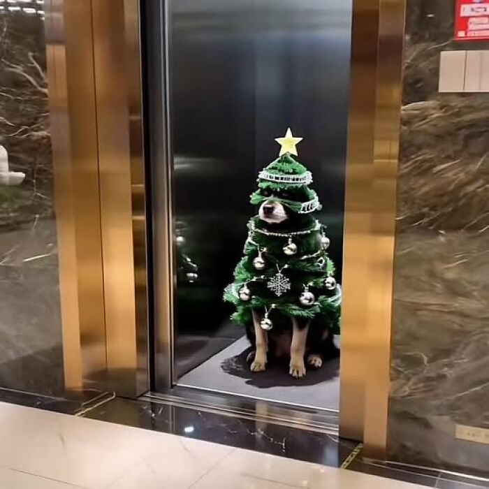 Dog dressed as a decorated Christmas tree inside an elevator, showcasing a hilarious moment in animal images.
