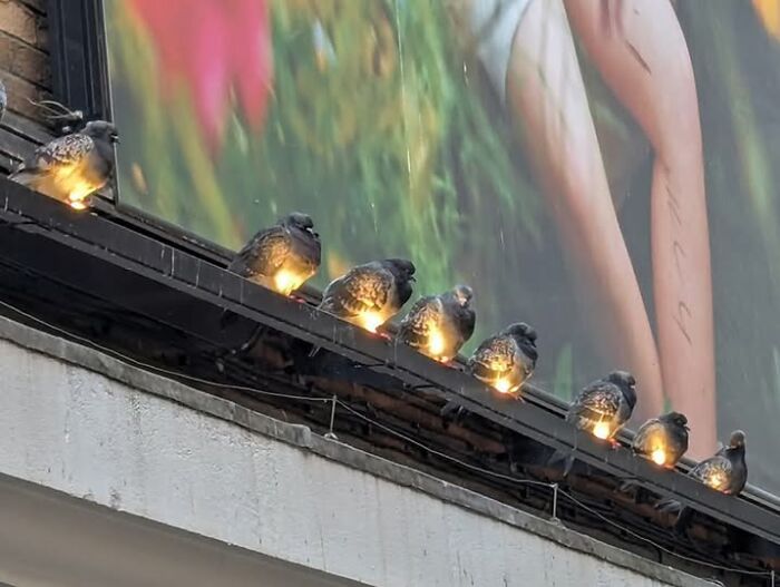 Pigeons perched on illuminated outdoor lights, creating a hilarious moment captured on camera.