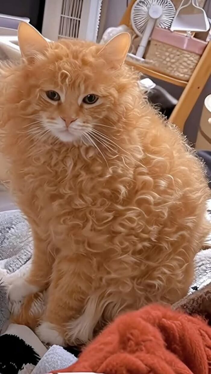 Curly-haired orange cat sitting indoors, showcasing a unique and amusing animal moment.