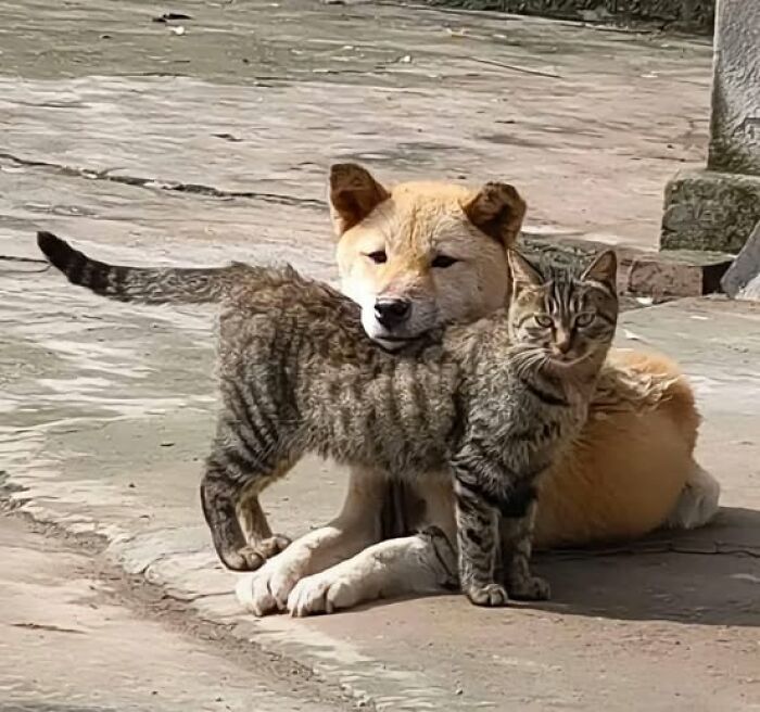 Dog and cat lounging together on a stone pavement, capturing a humorous animal moment.