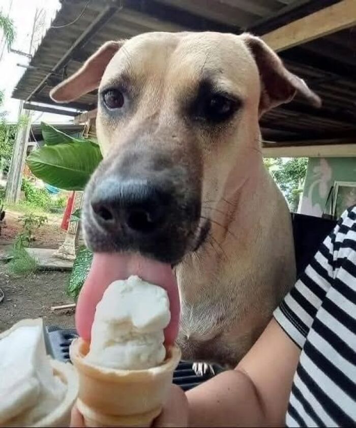 Dog licking ice cream cone next to a person, capturing a hilarious animal moment outdoors.