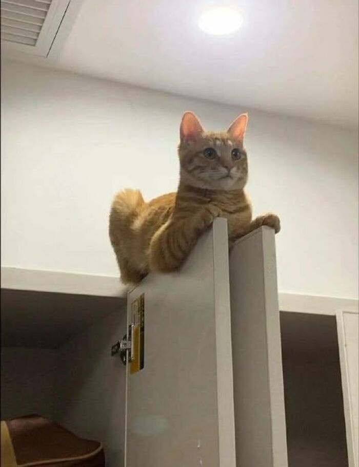 Orange tabby cat perched on a door, creating a hilarious moment captured on camera.