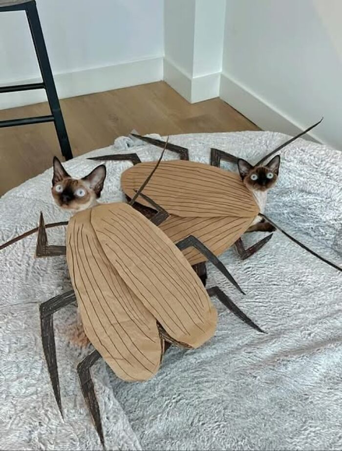 Cats dressed as cockroaches, showcasing a hilarious moment in animal images.