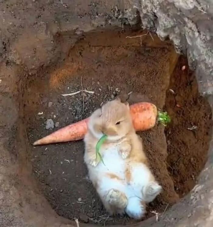 Adorable rabbit in a burrow cuddles a large carrot, showcasing a hilarious animal moment captured on camera.
