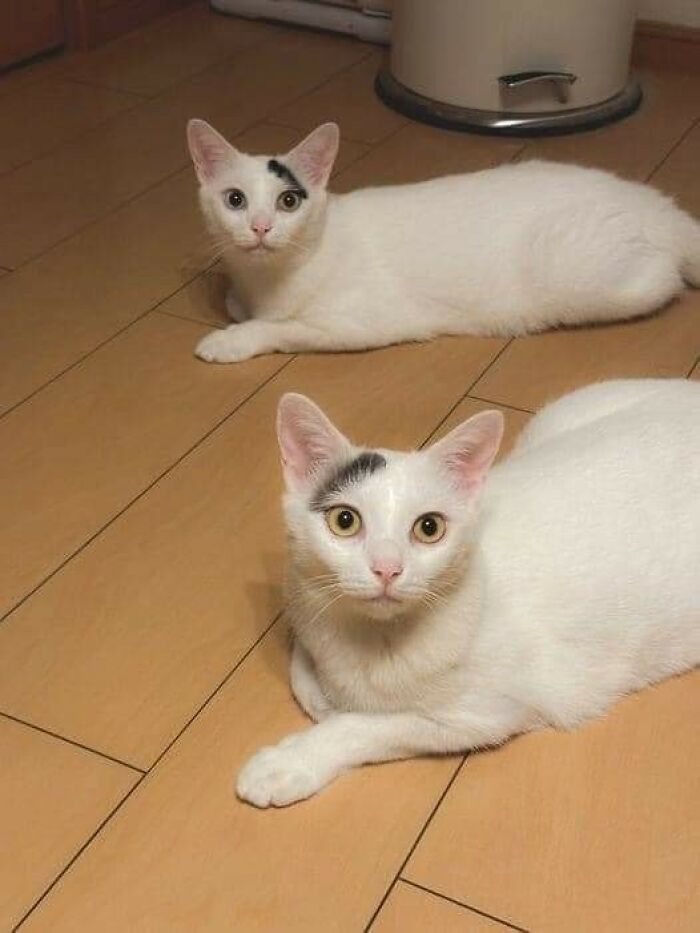 Two white cats on a wooden floor, with one cat in the foreground having a black mark on its head, caught in a funny moment.