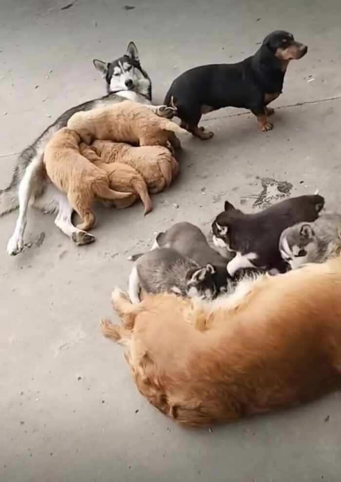 Dogs lounging with puppies nursing; an assortment of breeds creating a heartwarming animal moment.