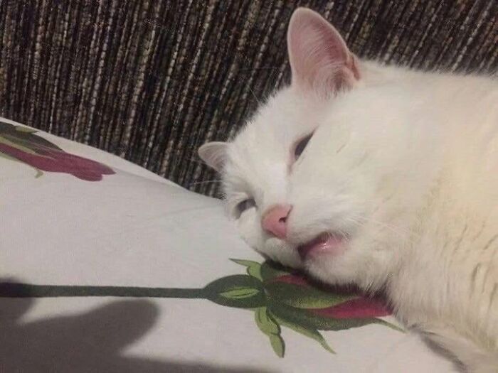 White cat lying on a pillow with a funny expression, capturing a hilarious moment on camera.