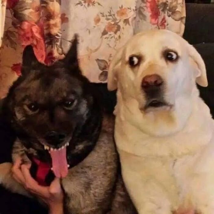 Two dogs making hilarious faces, one with a wide grin, the other looking surprised, showcasing funny animal moments.