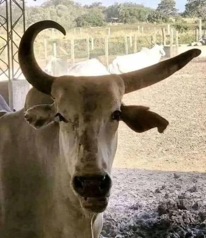 A cow with one horn curved downwards, standing in a sunny enclosure.
