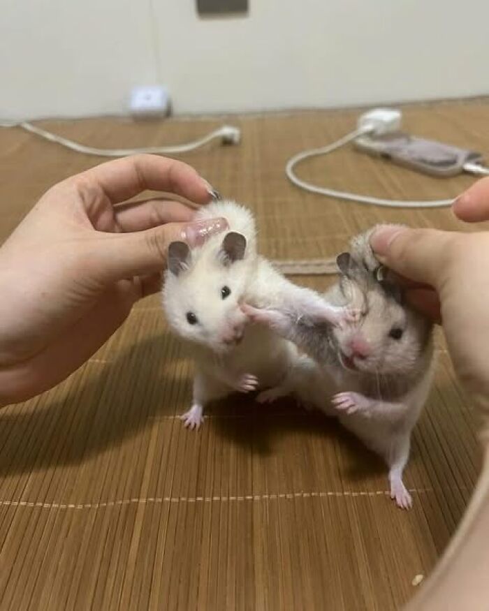 Two hamsters held up, one playfully kicking the other, showcasing a hilarious animal moment on camera.