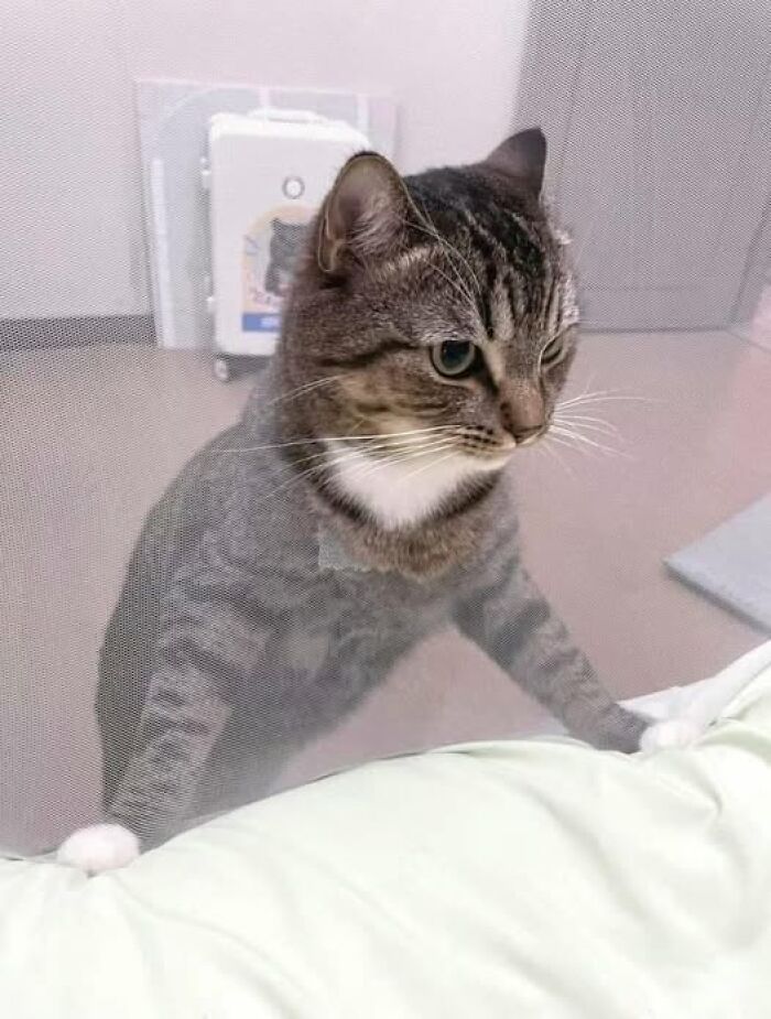 Tabby cat amusingly peeking through a mesh screen with curiosity.