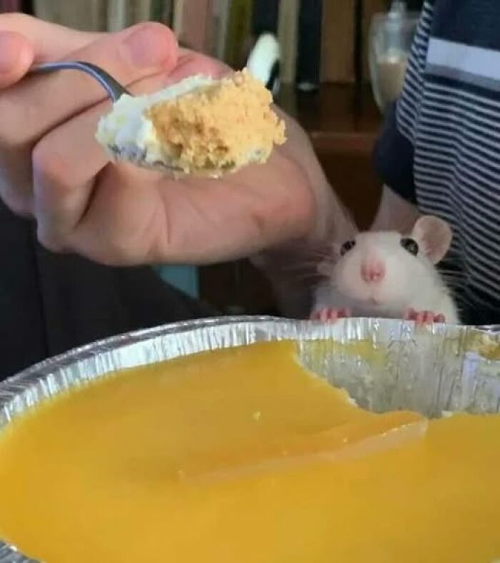 Rat peeking at a spoonful of dessert, curious and caught in a funny moment.