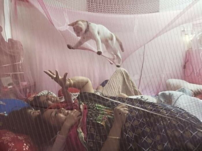 Cat amusingly perched on pink net above people, creating a funny animal moment.