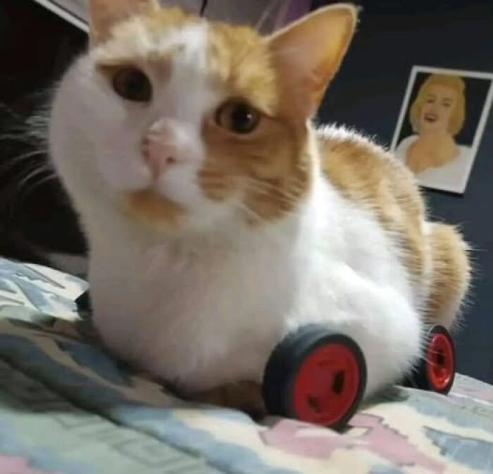 Cat with wheels instead of paws, lying on a patterned blanket, creating a hilarious animal moment.