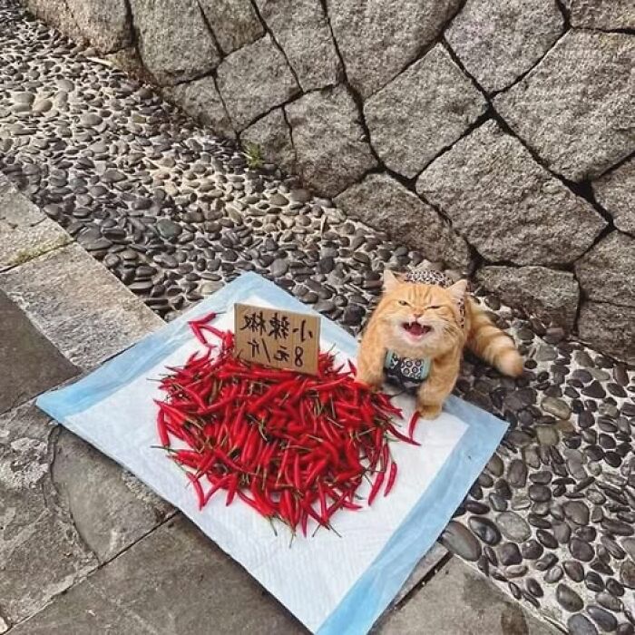 Cat sitting beside a pile of red peppers, appearing amused, against a pebble and stone background.