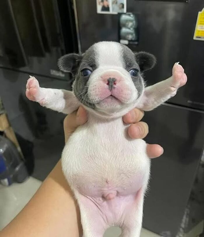 A small puppy held up with its paws outstretched, creating a funny and adorable moment.