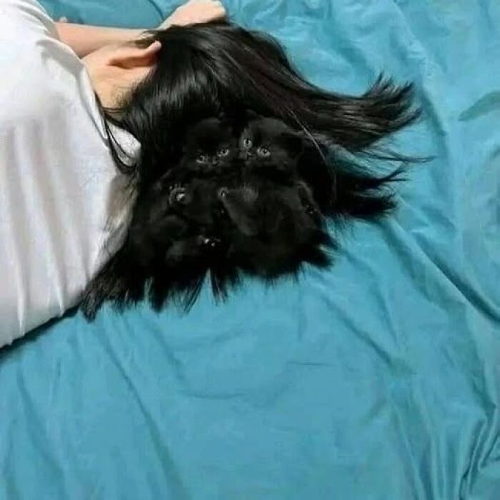 A person lying down with black kittens nestled in their hair on a blue sheet, creating a funny animal moment.