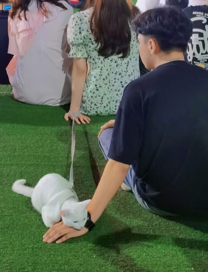 Man sitting on grass with a white cat, showcasing hilarious animal moments.