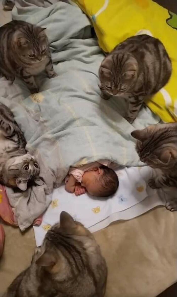 Cats curiously watching a newborn sleep, creating a hilarious animal moment.