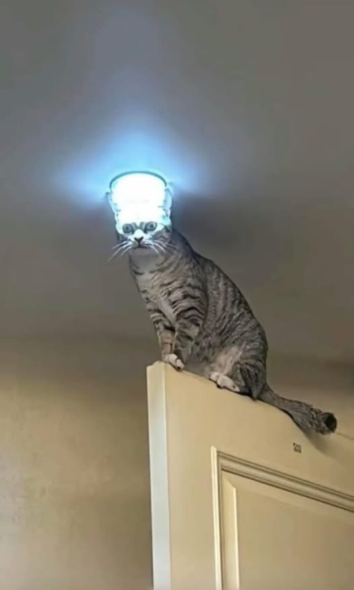 Cat perched on a door with a glowing lampshade on its head, captured in a hilarious camera moment.