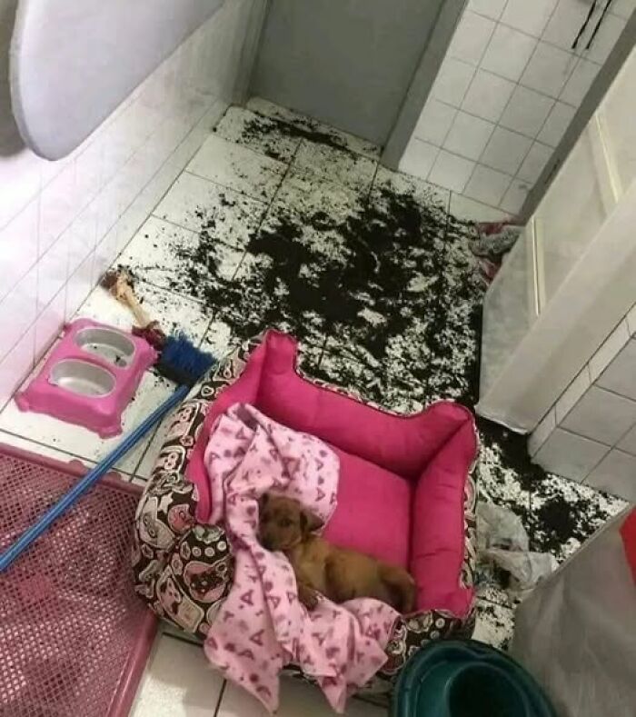 Cute puppy lounging in a pink bed amid a mess on the floor, creating a hilarious moment.