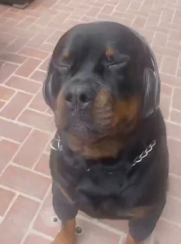 Rottweiler peacefully enjoying music with headphones on, eyes closed; a hilarious animal image moment.