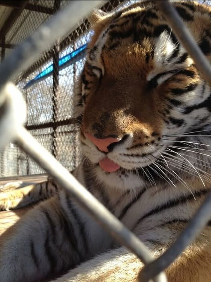 A tiger sticking its tongue out while lying down, captured humorously in a candid animal moment.