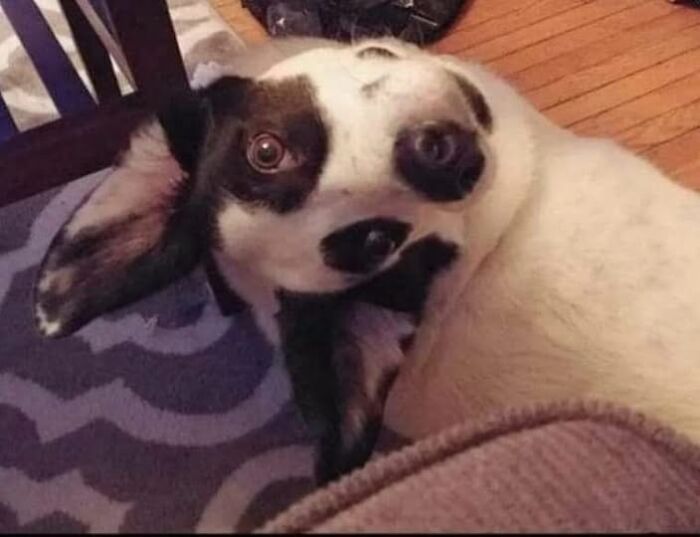 Dog tilting its head humorously, lying on a patterned rug, capturing a hilarious moment.