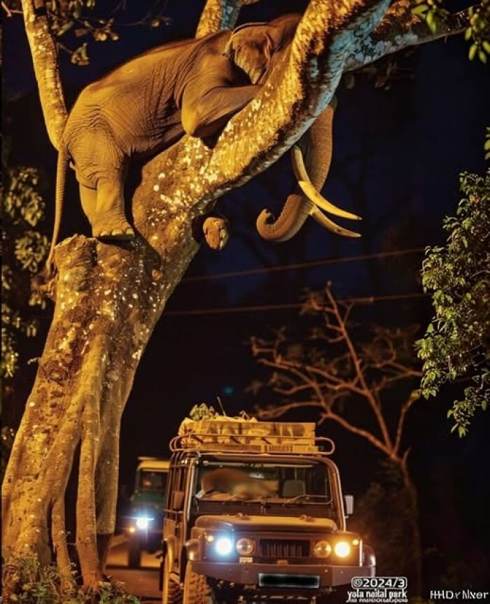 Elephant hilariously perched in a tree at night above two parked safari vehicles.