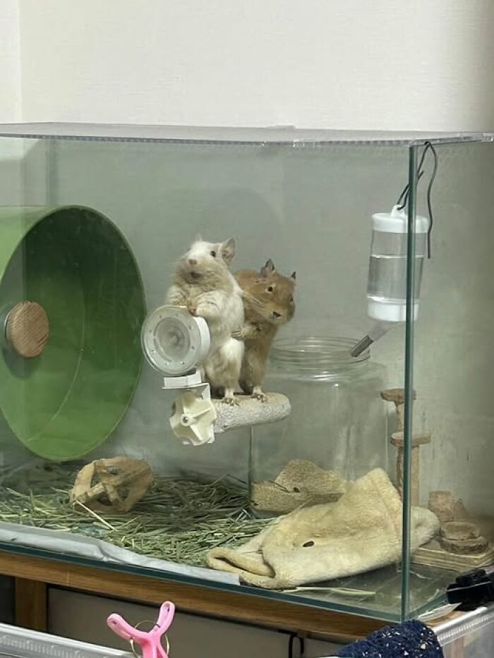 Two gerbils in a glass tank, one holding a plastic cap, showcasing hilarious animal moments.