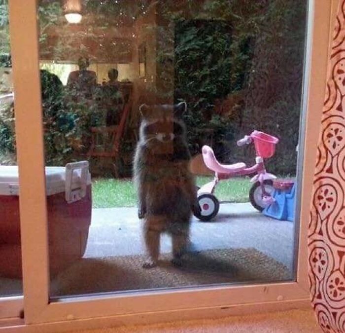 Raccoon standing outside glass door with a pink tricycle nearby, creating a hilarious animal moment.