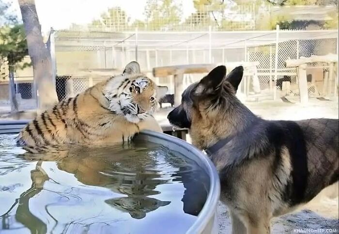 Tiger and German shepherd share a cute moment by a watering hole, capturing a hilarious animal interaction.