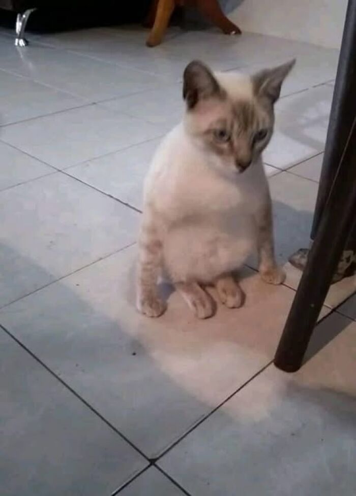 Cute cat sitting awkwardly on a tiled floor, captured in a funny moment for animal images collection.