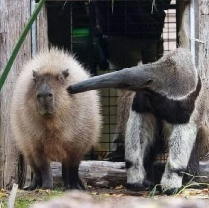 An anteater amusingly nuzzling a capybara, capturing a hilarious animal moment.
