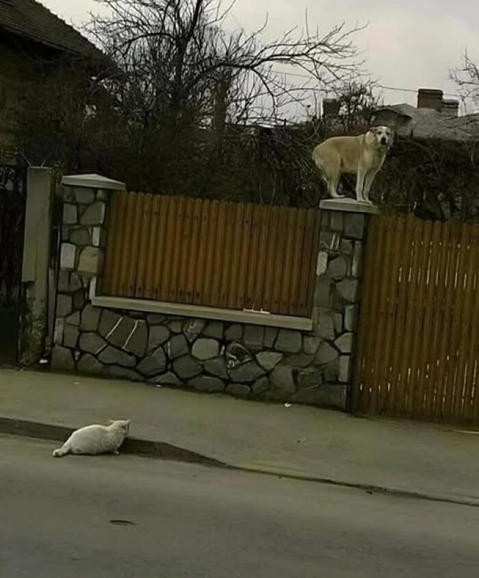 Dog on a fence pillar watching a cat on the sidewalk. Hilarious animal moment captured on camera.
