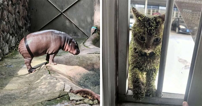 50 «Imágenes importantes de animales» que te harán sonreír (nuevas fotos)