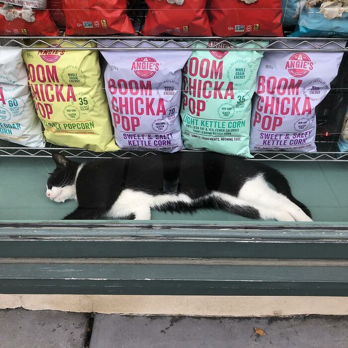 NYC’s Bodega Cats Are Getting The Care They Deserve Thanks To Our Fundraiser NYC’s Bodega Cats Are Getting The Care They Deserve Thanks To Our Fundraiser