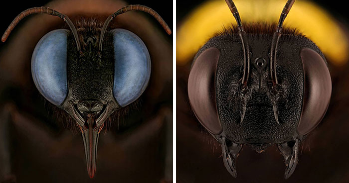 20 Incredible Close-Up Shots Of Endangered Insects By This Photographer (New Pics)