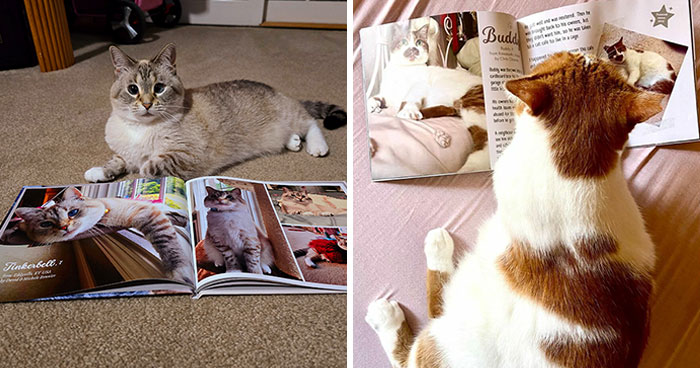 We Created An Annual Photo Contest To Celebrate Cats Around The Globe