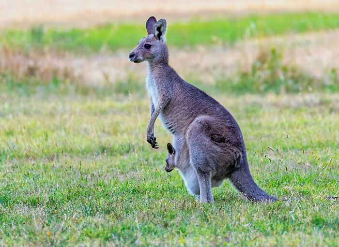 Kangaroo confidently standing in a field, with a joey visible in its pouch.