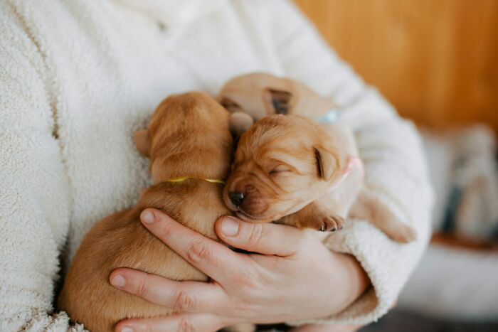 Person holding three adorable puppies, creating a heartwarming scene often mistaken for a prank on April Fool's Day.