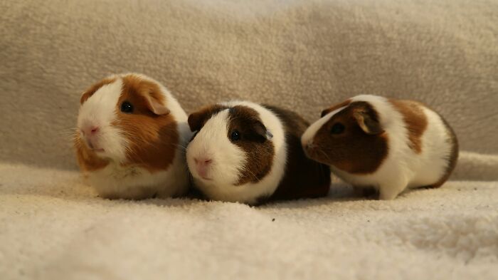 30 People Share What Happened After Their Landlord Came Across Their Non-Existent Pet