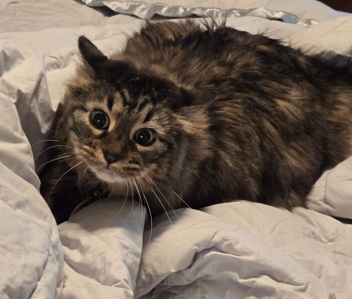 Fluffy cat with aeroplane ears lying on a bed, eyes wide in curiosity.