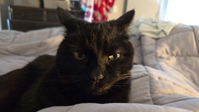Black cat with aeroplane ears resting on a cozy bed, looking attentively.