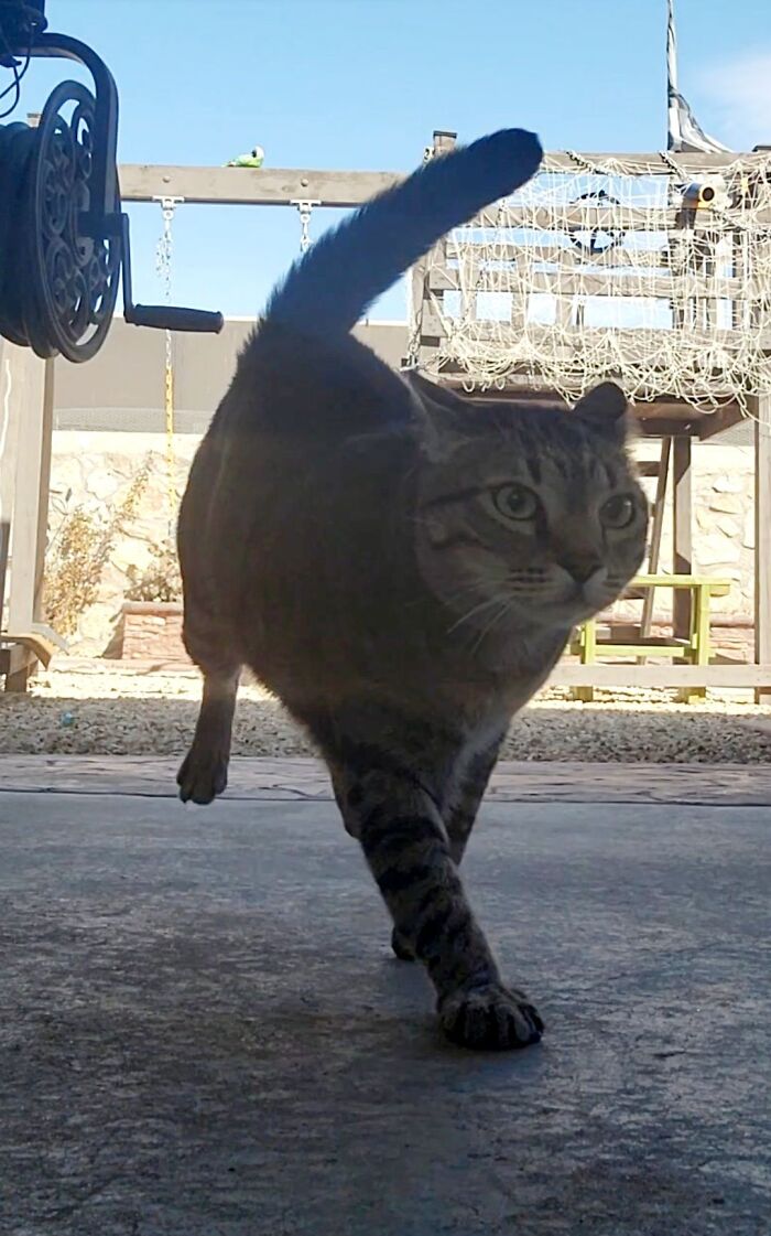 Cat with aeroplane ears walking confidently outdoors on a sunny day.