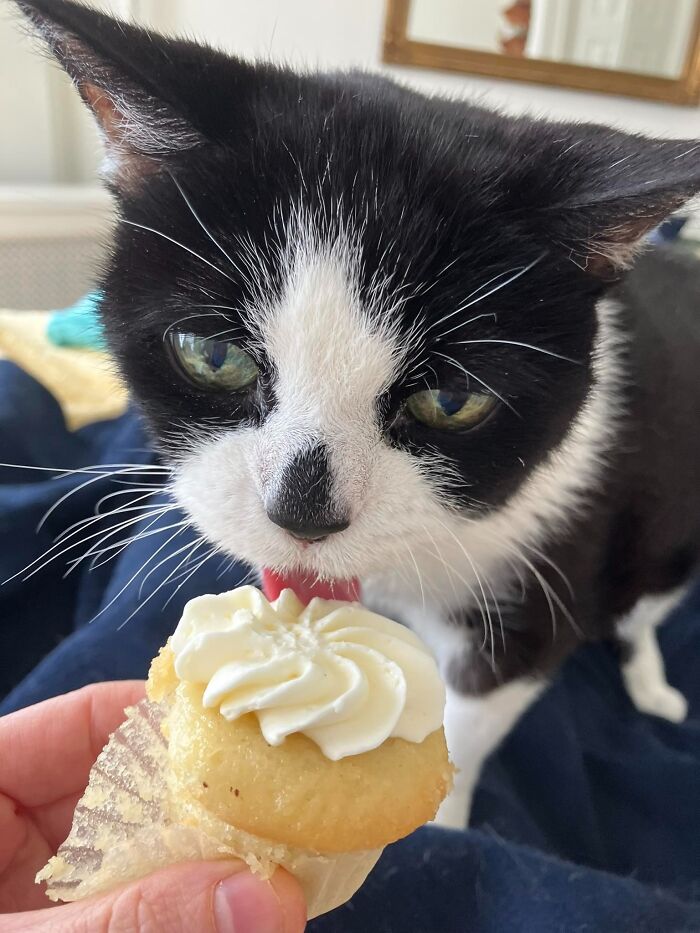Cat with aeroplane ears adorably looking at a cupcake with frosting.