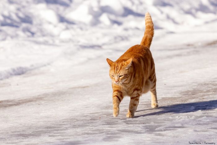 Orange cat walking in snow with aeroplane ears, displaying curiosity and confidence.
