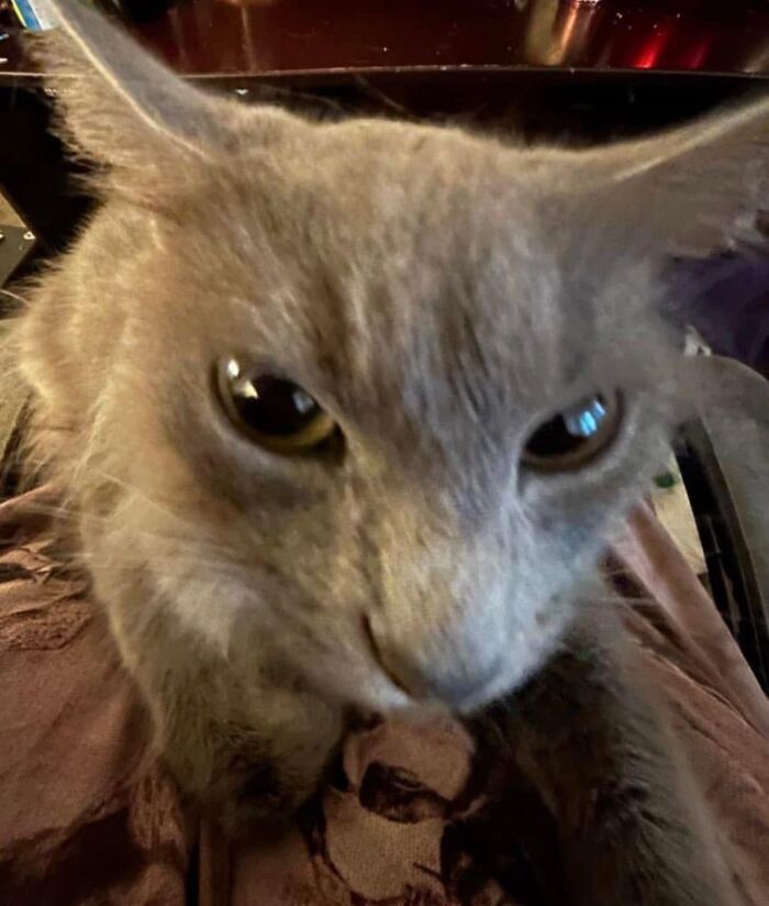Gray cat with aeroplane ears, close-up, showcasing its cute expression and curious eyes.