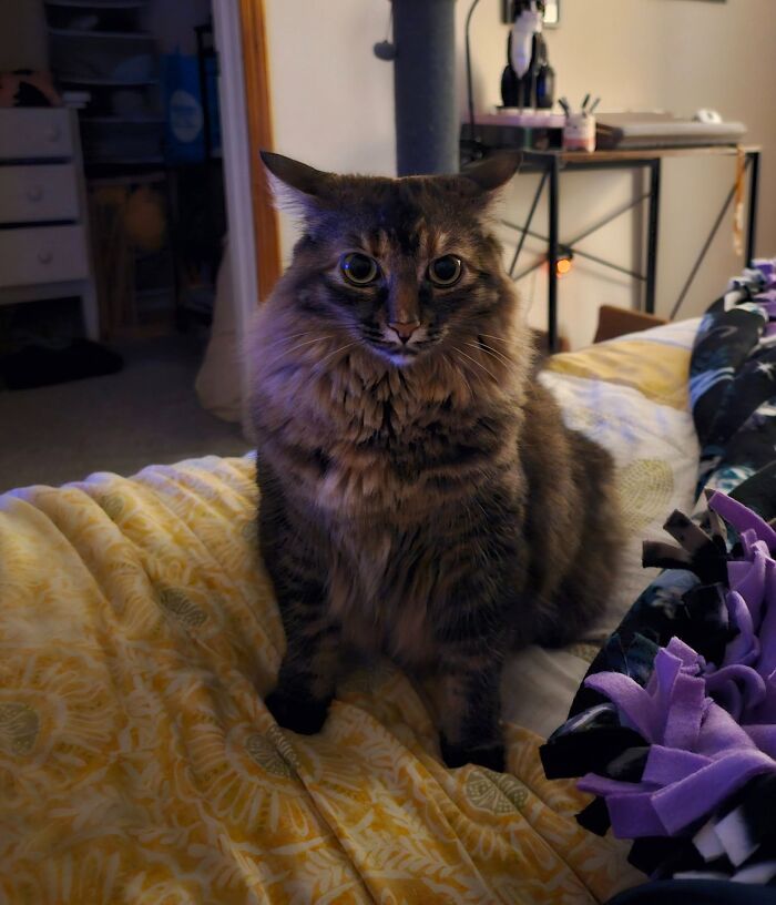 Fluffy cat with aeroplane ears sitting on a bed, showcasing adorable feline expression in a cozy room setting.
